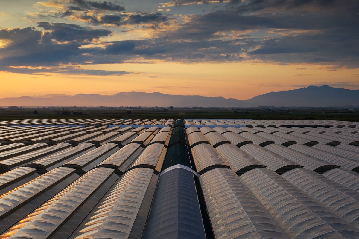 Thrace Greenhouses